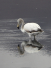 Hugh Leslie Flamingo